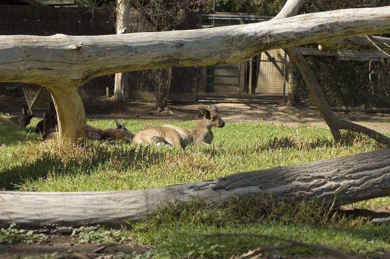 zoo_57 [800x600].jpg